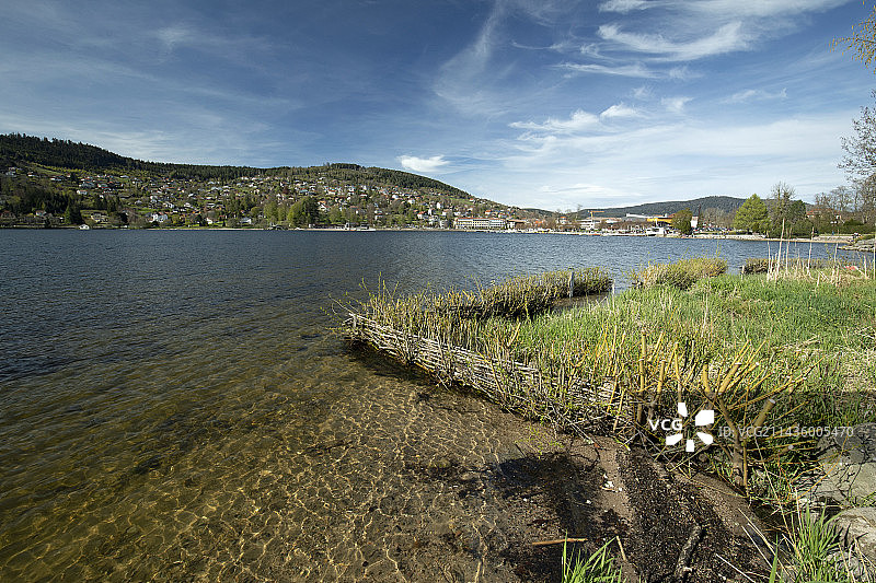 柳树林（柳属），保护湖岸免受浪涌侵蚀，热拉尔梅，孚日省，法国图片素材