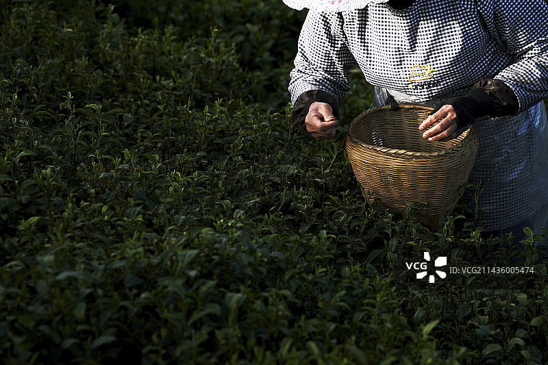 茶园里的采茶工图片素材
