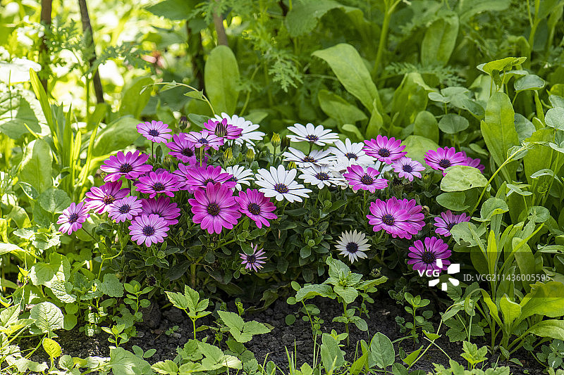 花园中盛开的岬雏菊，春季，加来海峡，法国图片素材