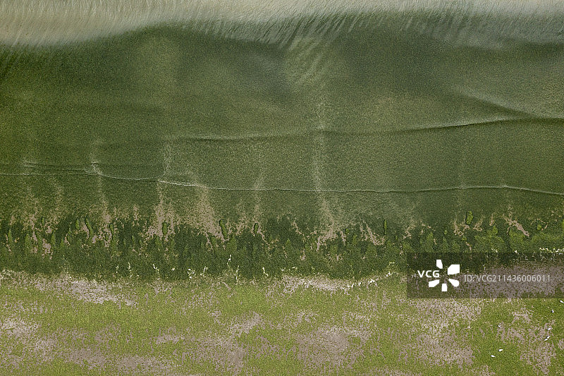 法国布列塔尼阿摩尔滨海科特迪瓦比尼克海滩上的绿色藻类图片素材