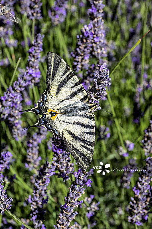 翠凤蝶停留在薰衣草上（法国瓦尔省科洛布里耶尔附近）图片素材