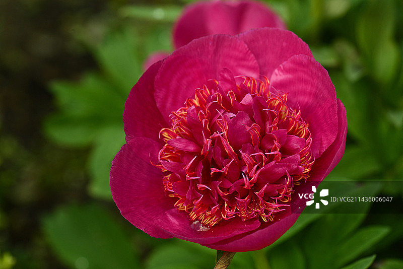 芍药花：法国布列塔尼磨坊花园图片素材