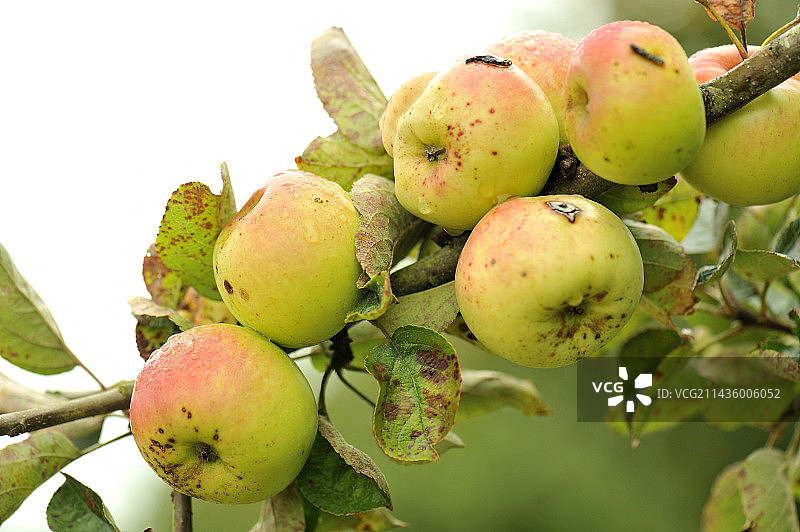 法国阿摩尔滨海省伊利福特老品种苹果图片素材