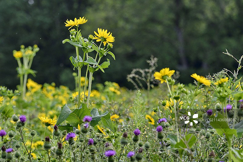 法国杜省布罗尼亚尔，杯状植物（Silphium perfoliatum）的种植，一种原产于北美洲的植物，用于甲烷化图片素材