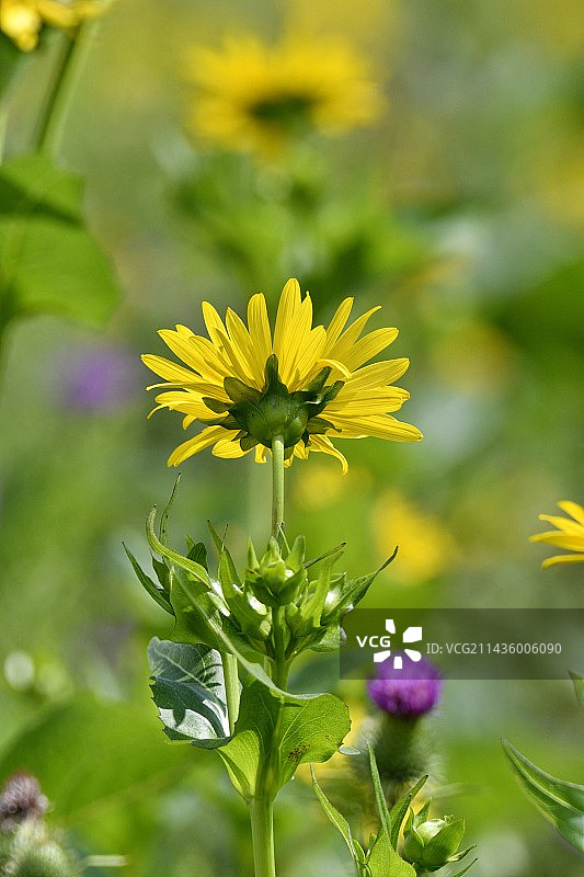 法国杜省布罗尼亚尔，杯状植物（Silphium perfoliatum）的种植，一种原产于北美洲的植物，用于甲烷化图片素材