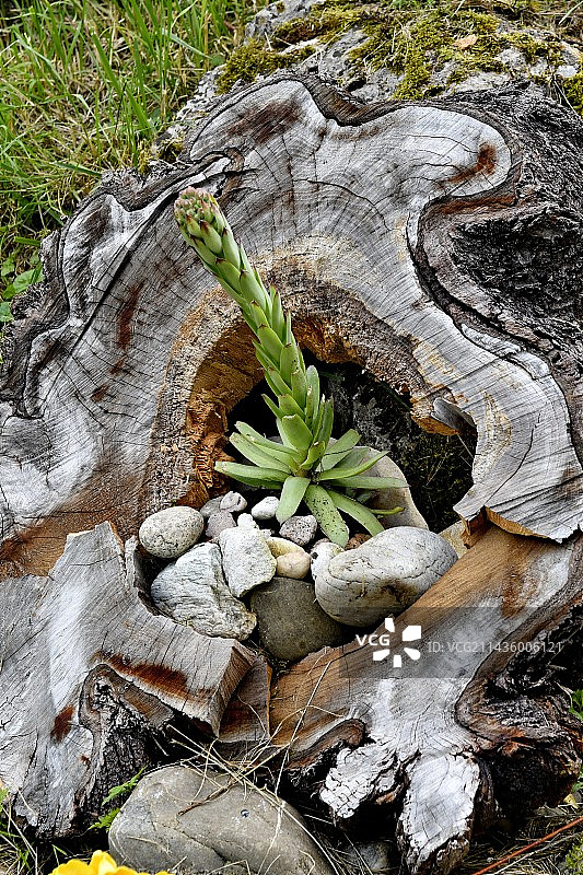 花园装饰：多肉植物图片素材