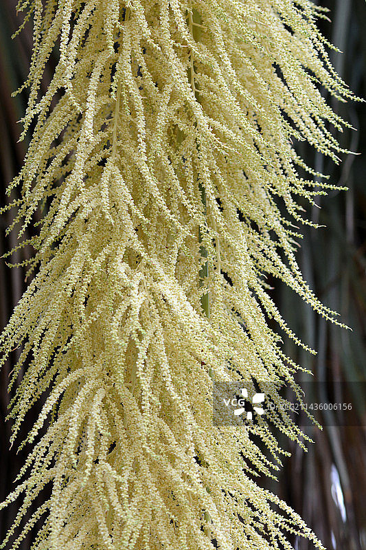 墨西哥蓝棕榈花序图片素材