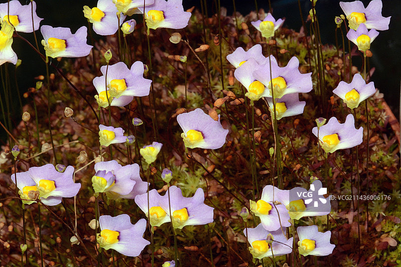 双鳞狸藻花图片素材