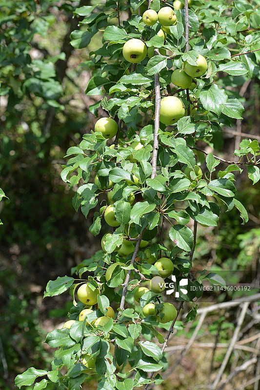 欧洲海棠果（Malus sylvestris），法国阿尔代什图片素材