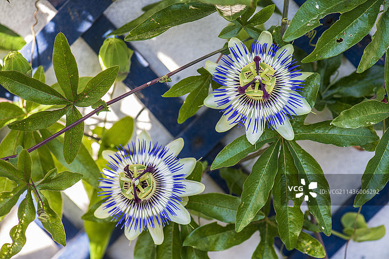 蓝色西番莲（Passiflora caerulea），夏季在法国加来海峡花园中盛开图片素材