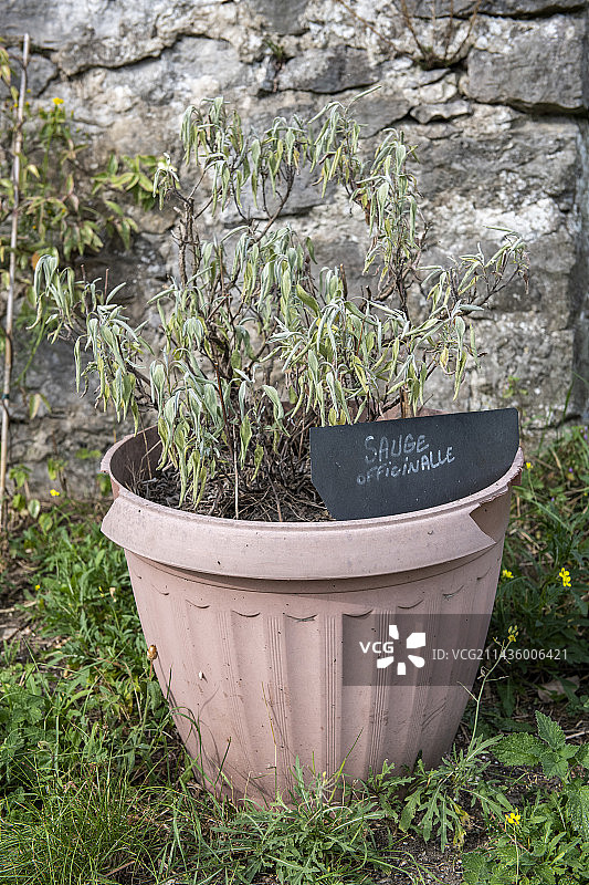 法国夏日盆栽鼠尾草图片素材