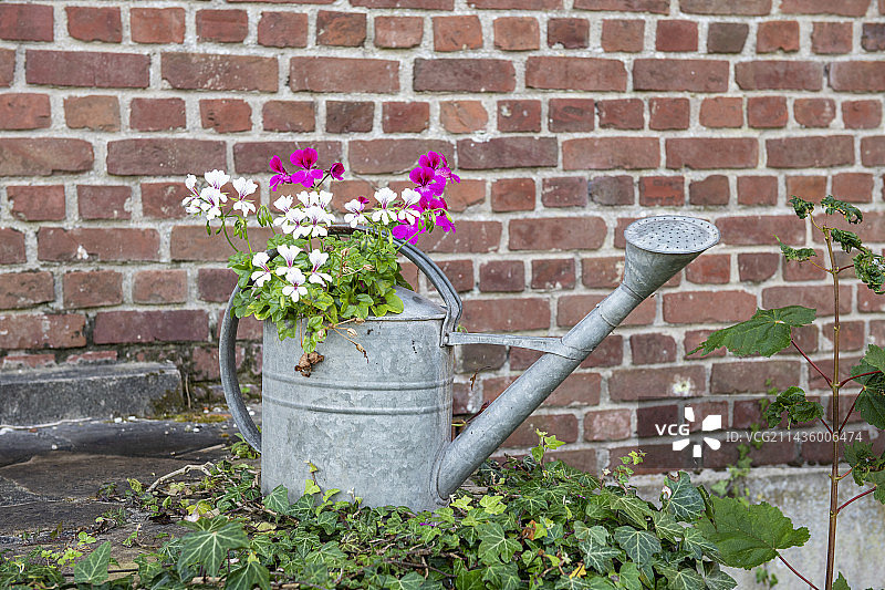 法国加来海峡：老式锌制喷壶里的天竺葵图片素材
