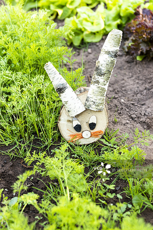 法国加来海峡省菜园里的桦木装饰兔图片素材