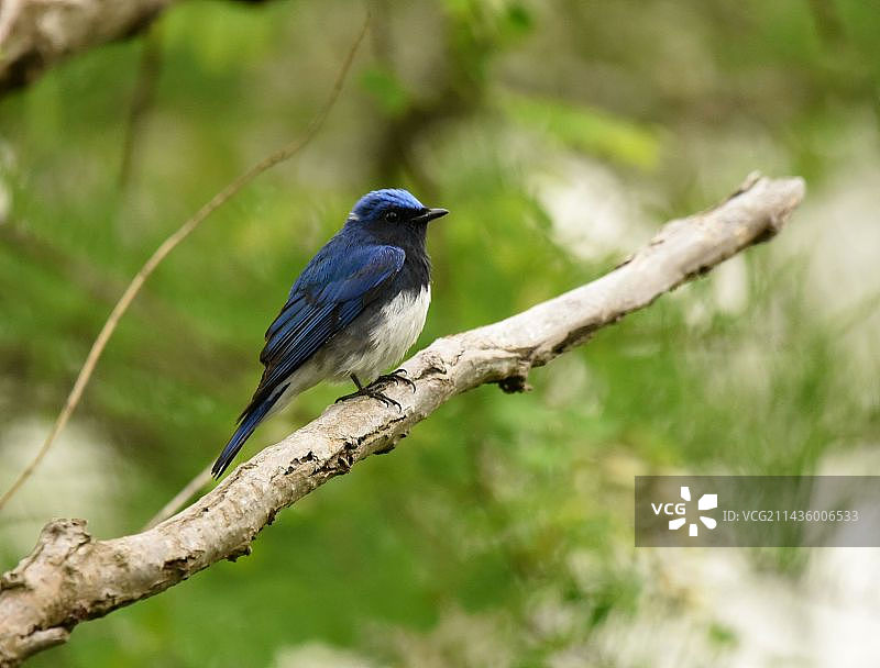 白腹蓝鶲图片素材