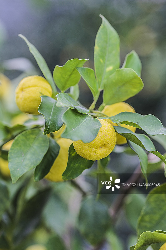 花柚的果实图片素材