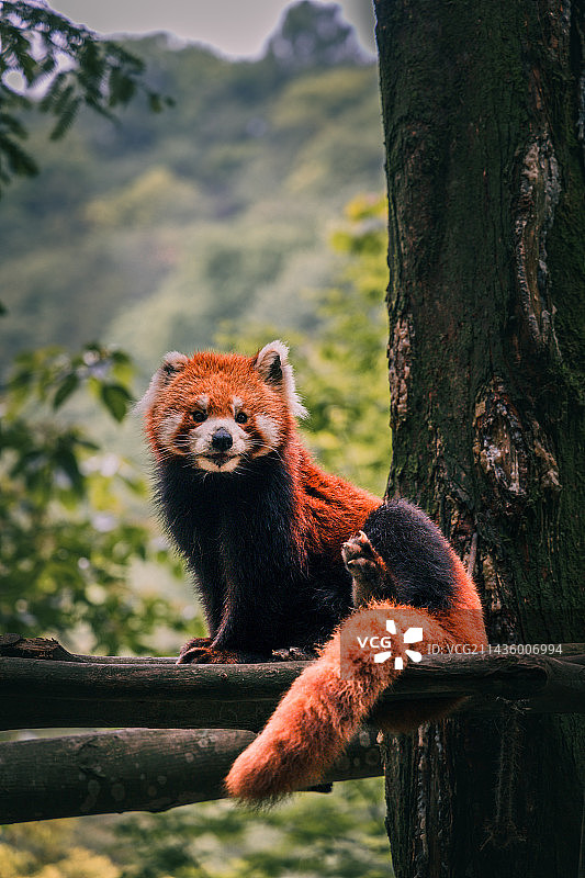 四川成都都江堰熊猫谷小熊猫图片素材