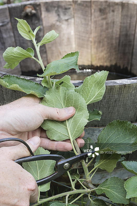 夏季棚架苹果树的绿色修剪图片素材