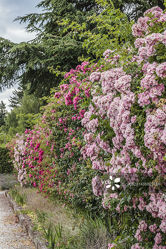 玫瑰树篱：由修剪过的藤蔓品种组成图片素材