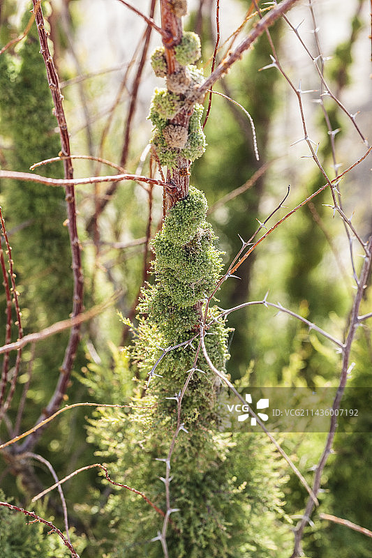 草甘膦持久性的影响：内华达州自然保护区中入侵的柽柳主干上再生植物大量繁殖图片素材