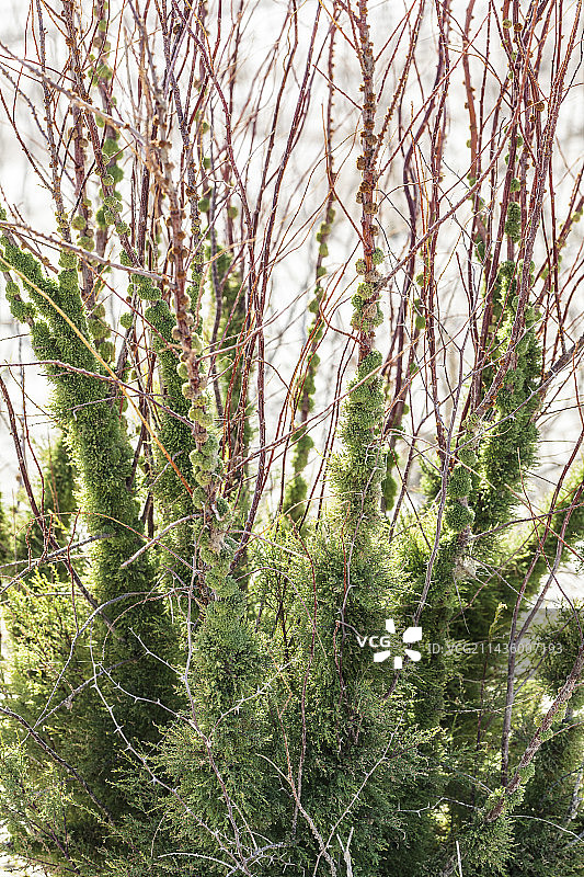 草甘膦持久性的影响：内华达州自然保护区中入侵的柽柳主干上再生植物大量繁殖图片素材