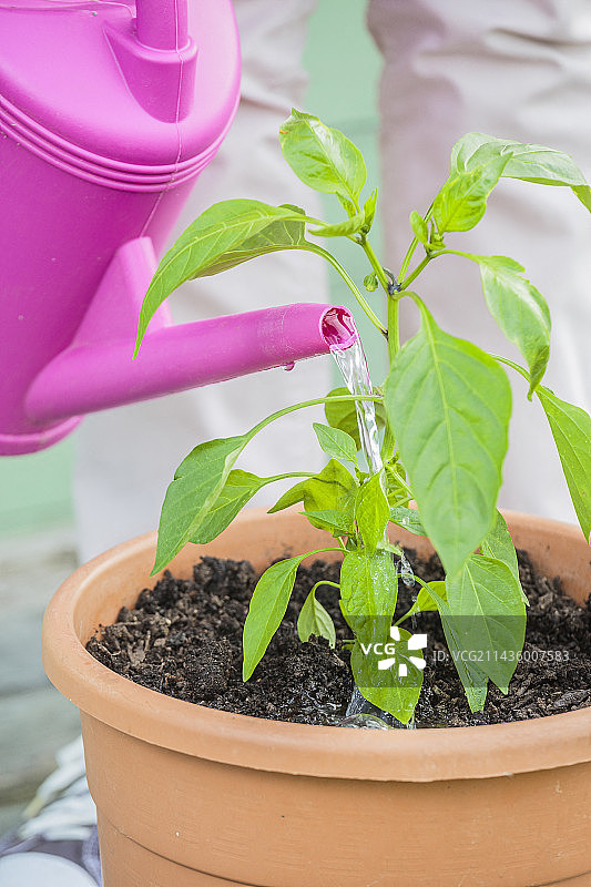 女人在花盆里种植辣椒：浇水图片素材