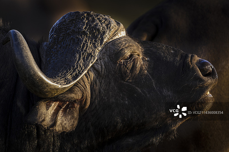 非洲水牛图片素材