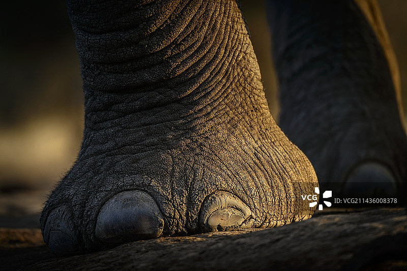 博茨瓦纳马沙图禁猎区的非洲丛林象图片素材