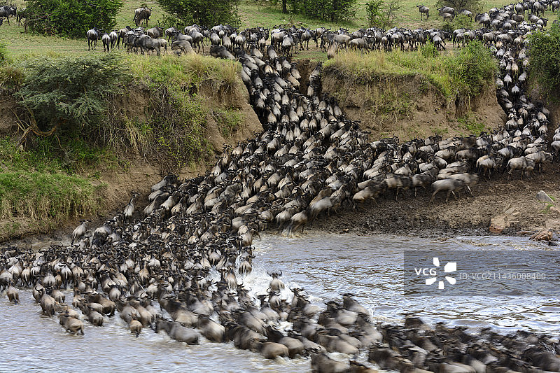 坦桑尼亚塞伦盖蒂国家公园，横渡马拉河的蓝色角马图片素材