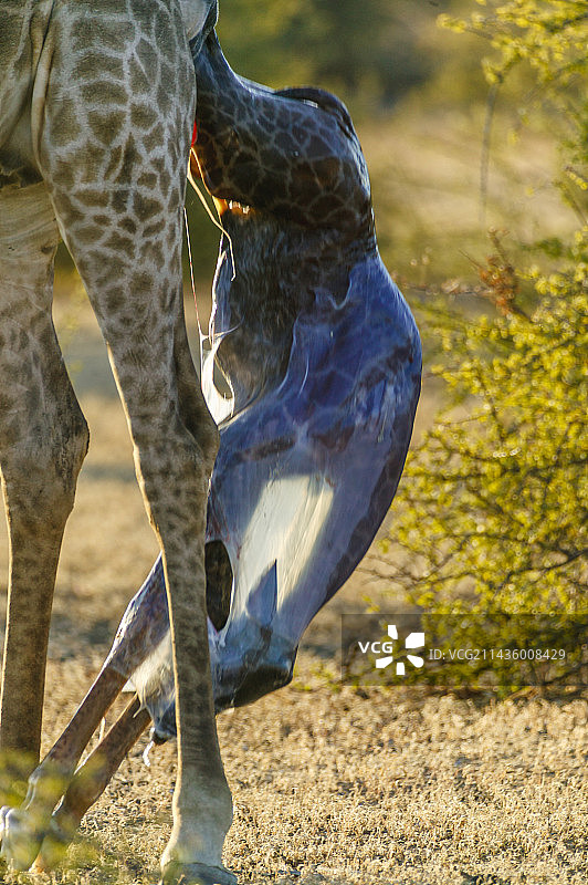 长颈鹿分娩，博茨瓦纳北部图利禁猎区图片素材