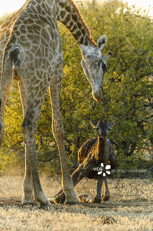 长颈鹿分娩，博茨瓦纳北部图利禁猎区图片素材