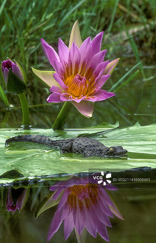 尼罗鳄幼鳄在南非夸祖鲁-纳塔尔省的睡莲叶子上图片素材