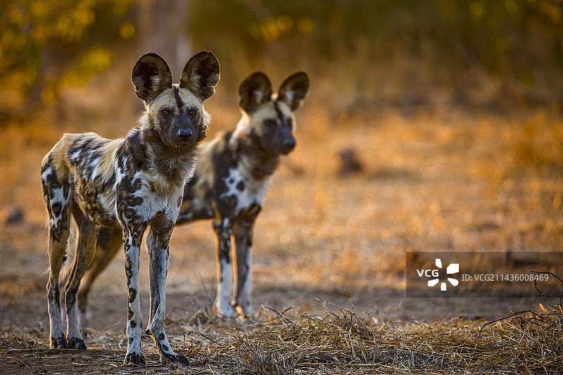 非洲野犬，博茨瓦纳北部图利禁猎区图片素材