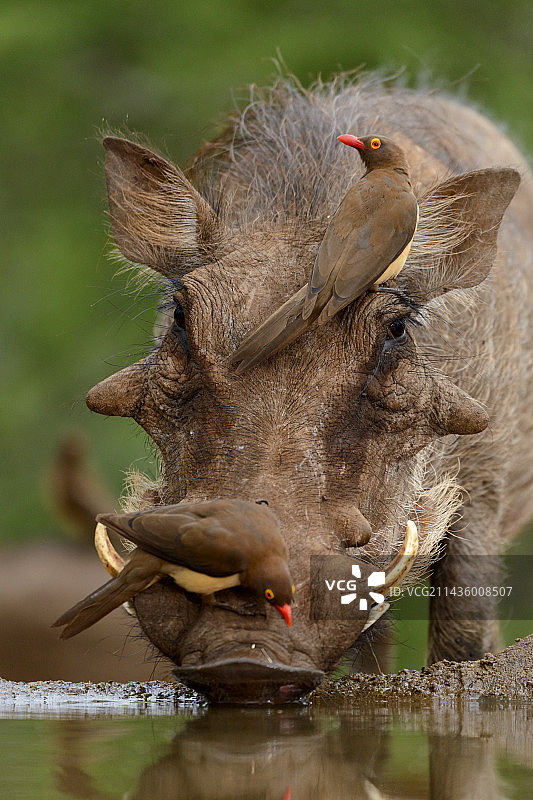 红嘴牛椋鸟和非洲疣猪饮水，南非夸祖鲁-纳塔尔省姆库泽私人禁猎区图片素材