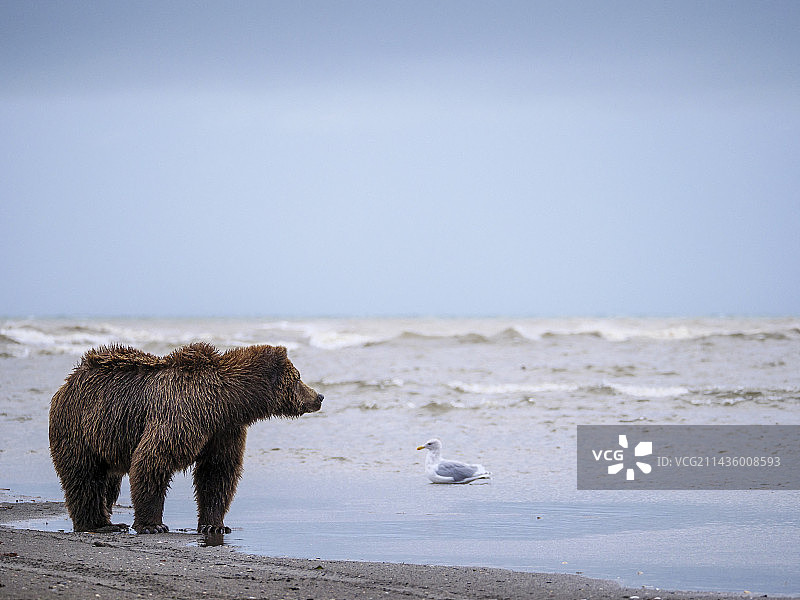 棕熊（Ursus Arctos），库克湾，美国阿拉斯加中南部图片素材