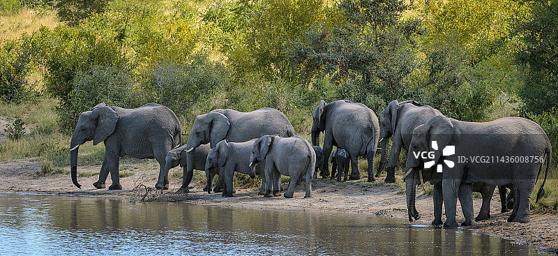 非洲草原象象群在水坑边饮水图片素材