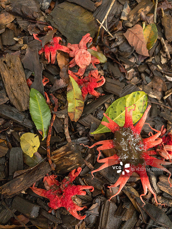 阿赛罗红鬼笔菌，南非西开普省图片素材