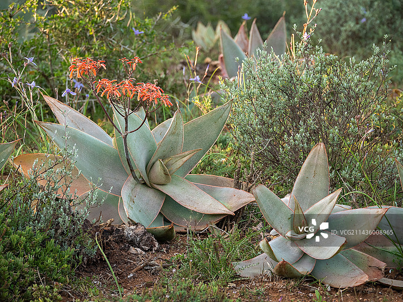 珊瑚芦荟，南非东开普省图片素材