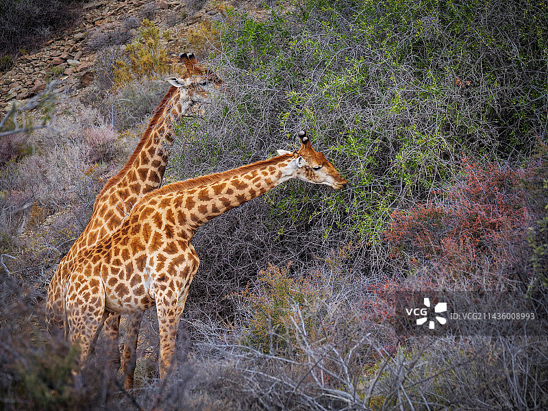 南非长颈鹿或开普长颈鹿（Giraffa camelopardalis giraffa）正在浏览（觅食）。南非西开普省卡鲁。图片素材