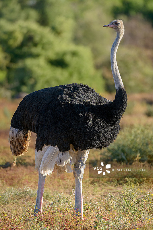 博茨瓦纳的普通鸵鸟（Struthio camelus）雄性图片素材