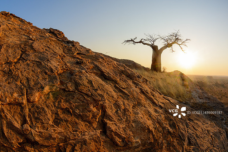猴面包树（Adansonia digitata），位于博茨瓦纳北部图利禁猎区图片素材