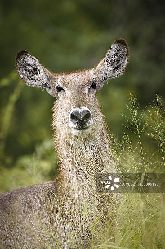 母水羚，南非普马兰加图片素材
