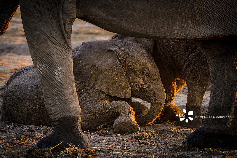 非洲象幼崽在博茨瓦纳乔贝国家公园嬉戏图片素材