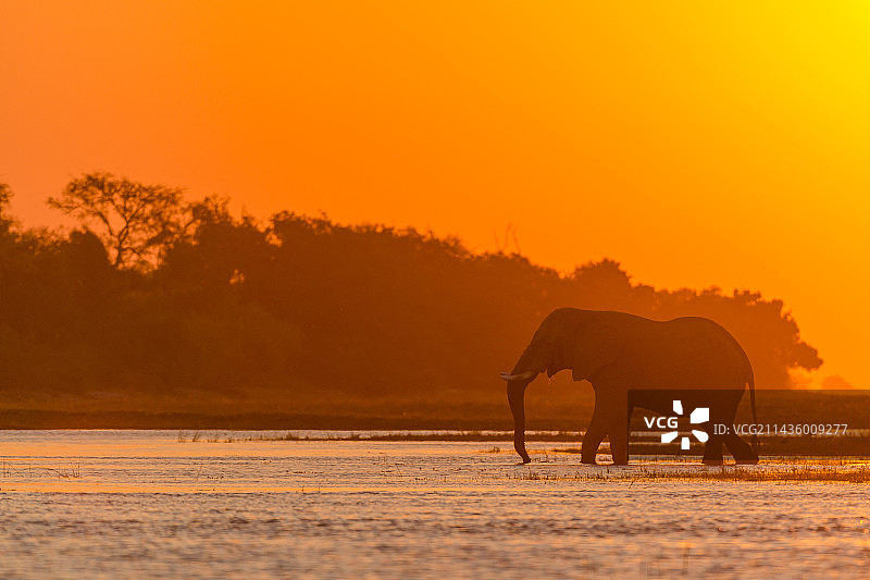 日落时穿越乔贝河的非洲草原象图片素材