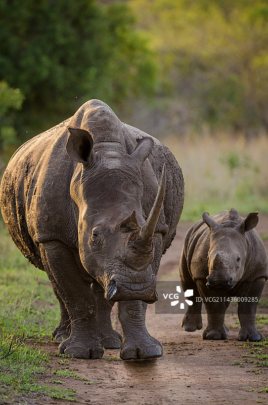白犀牛母兽与幼崽在南非夸祖鲁-纳塔尔图片素材