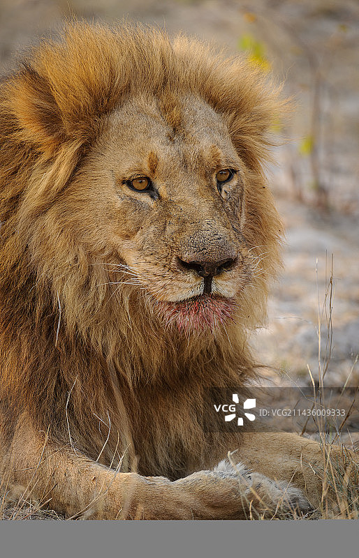 鬃毛带血的雄狮（Panthera leo），卡拉哈里沙漠，博茨瓦纳图片素材
