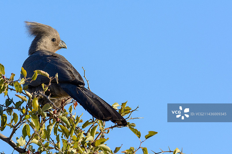 栖息在树上的灰蕉鹃（Corythaixoides concolor），也称为走开鸟和灰色Loerie，博茨瓦纳图片素材
