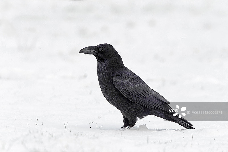 雪地里的渡鸦（Corvus corax）图片素材