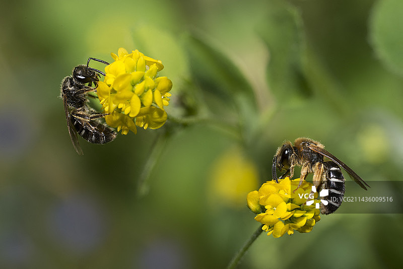 黑苜蓿上的橙腿沟蜂，法国北部孚日地区自然公园图片素材