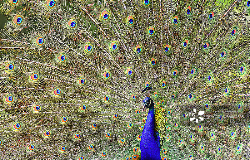 印度孔雀（Pavo cristatus）展示，法国北部自然公园图片素材