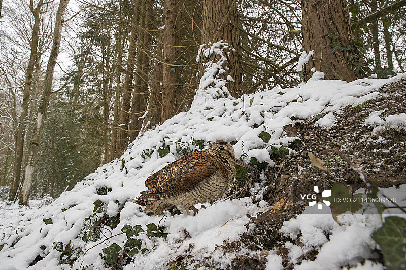 冬季的丘鹬，在法国布列塔尼的灌木丛中，以蚯蚓为食图片素材